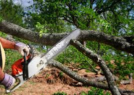 Best Tree Disease Treatment  in Bensenvle, IL